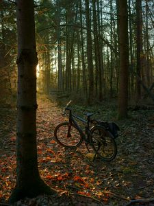 Preview wallpaper bicycle, forest, trees, leaves, dry, trail, nature