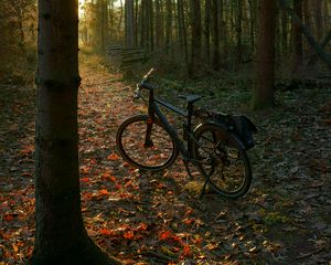 Preview wallpaper bicycle, forest, trees, leaves, dry, trail, nature