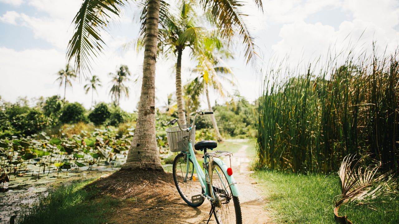 Wallpaper bicycle, palm trees, tropics, sunlight