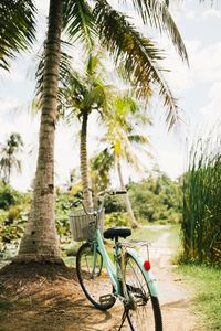 Preview wallpaper bicycle, palm trees, tropics, sunlight