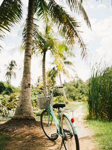 Preview wallpaper bicycle, palm trees, tropics, sunlight