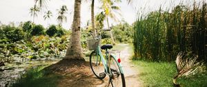 Preview wallpaper bicycle, palm trees, tropics, sunlight