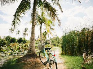 Preview wallpaper bicycle, palm trees, tropics, sunlight