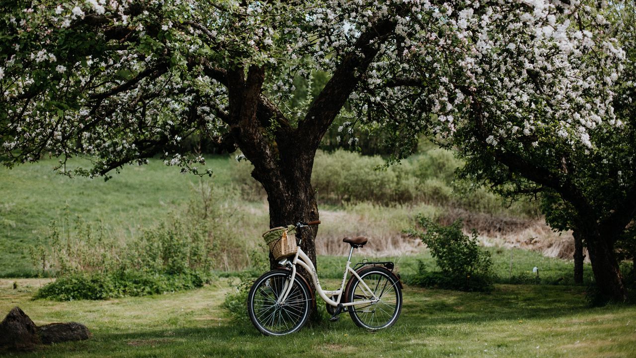 Wallpaper bicycle, tree, apple tree, bloom, flowers