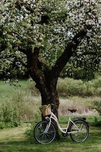 Preview wallpaper bicycle, tree, apple tree, bloom, flowers