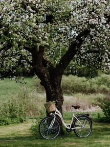 Preview wallpaper bicycle, tree, apple tree, bloom, flowers