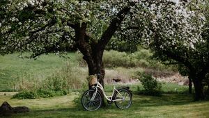 Preview wallpaper bicycle, tree, apple tree, bloom, flowers