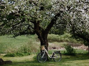 Preview wallpaper bicycle, tree, apple tree, bloom, flowers