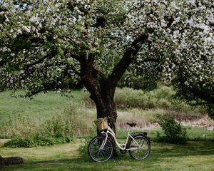 Preview wallpaper bicycle, tree, apple tree, bloom, flowers