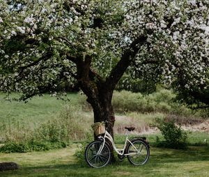 Preview wallpaper bicycle, tree, apple tree, bloom, flowers