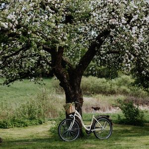 Preview wallpaper bicycle, tree, apple tree, bloom, flowers