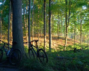 Preview wallpaper bicycles, trees, wood