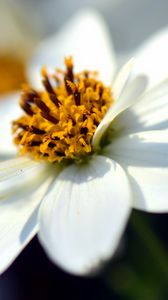 Preview wallpaper bidens ferulifolia, flower, closeup