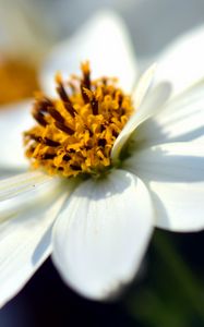 Preview wallpaper bidens ferulifolia, flower, closeup