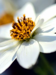 Preview wallpaper bidens ferulifolia, flower, closeup