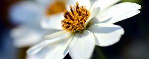 Preview wallpaper bidens ferulifolia, flower, closeup