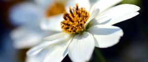 Preview wallpaper bidens ferulifolia, flower, closeup