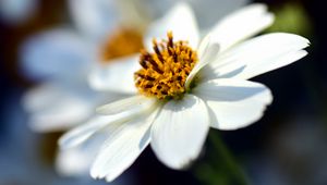 Preview wallpaper bidens ferulifolia, flower, closeup