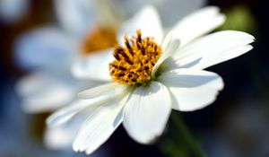 Preview wallpaper bidens ferulifolia, flower, closeup