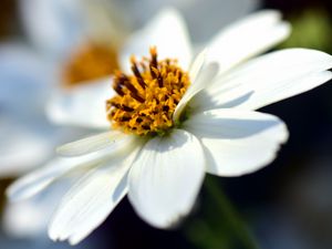 Preview wallpaper bidens ferulifolia, flower, closeup