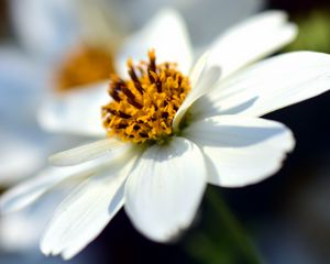 Preview wallpaper bidens ferulifolia, flower, closeup