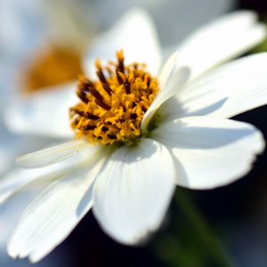 Preview wallpaper bidens ferulifolia, flower, closeup