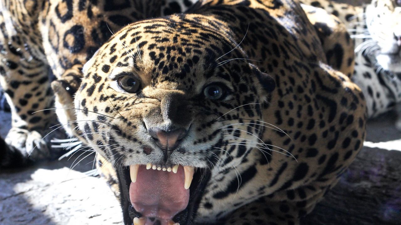 Wallpaper big cat, jaguar, grin, teeth, face, glance