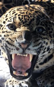 Preview wallpaper big cat, jaguar, grin, teeth, face, glance