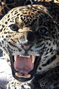 Preview wallpaper big cat, jaguar, grin, teeth, face, glance