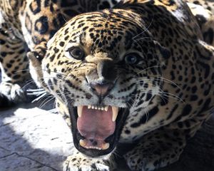 Preview wallpaper big cat, jaguar, grin, teeth, face, glance