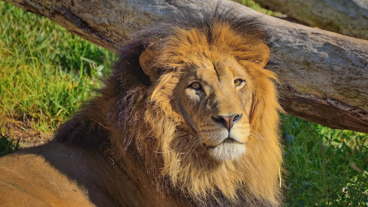 Wallpaper big cat, lion, mane, grass
