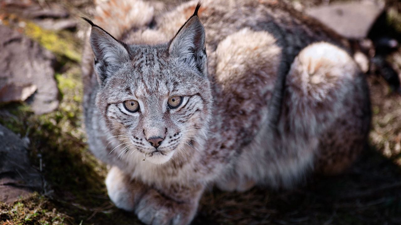 Wallpaper big cat, predator, lie, lynx