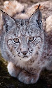 Preview wallpaper big cat, predator, lie, lynx