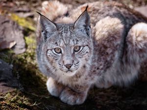 Preview wallpaper big cat, predator, lie, lynx