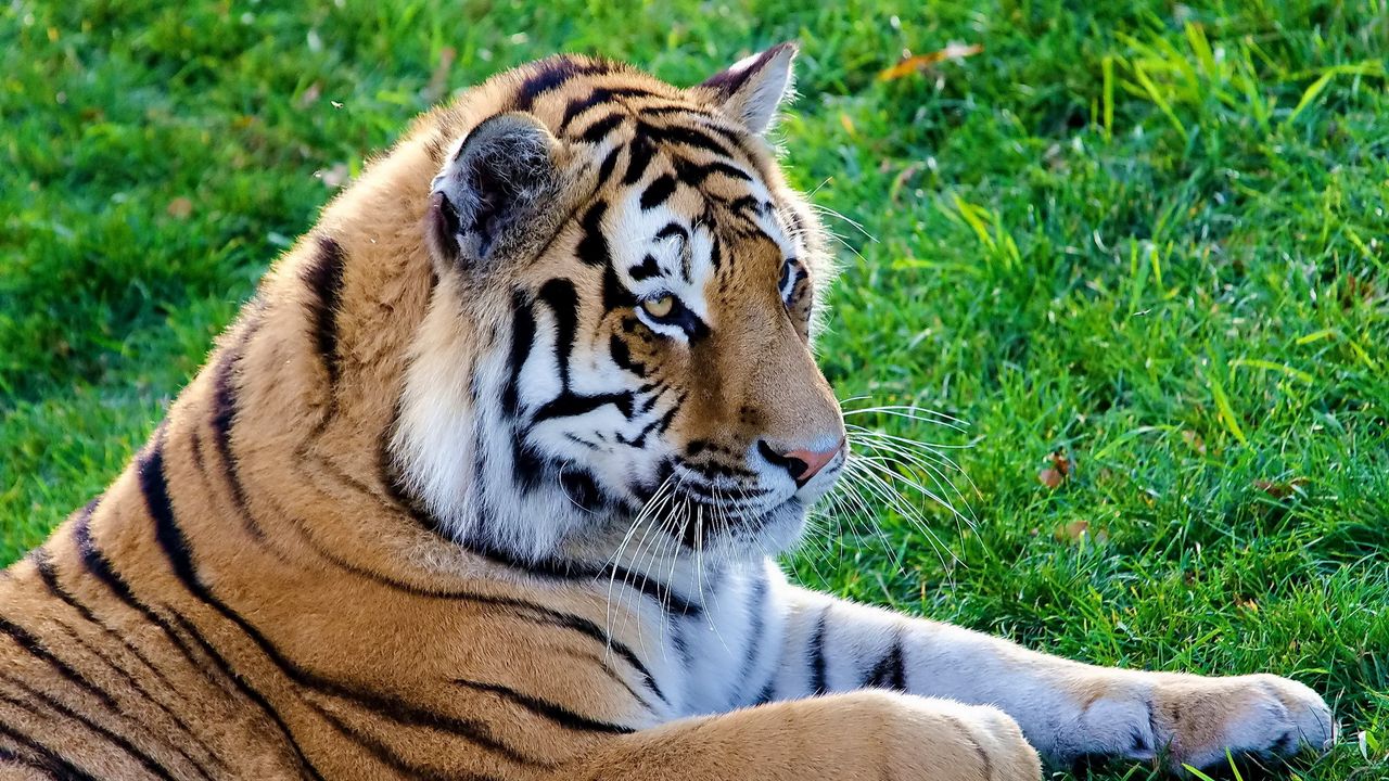 Wallpaper big cat, predator, tiger, lying