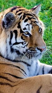 Preview wallpaper big cat, predator, tiger, lying