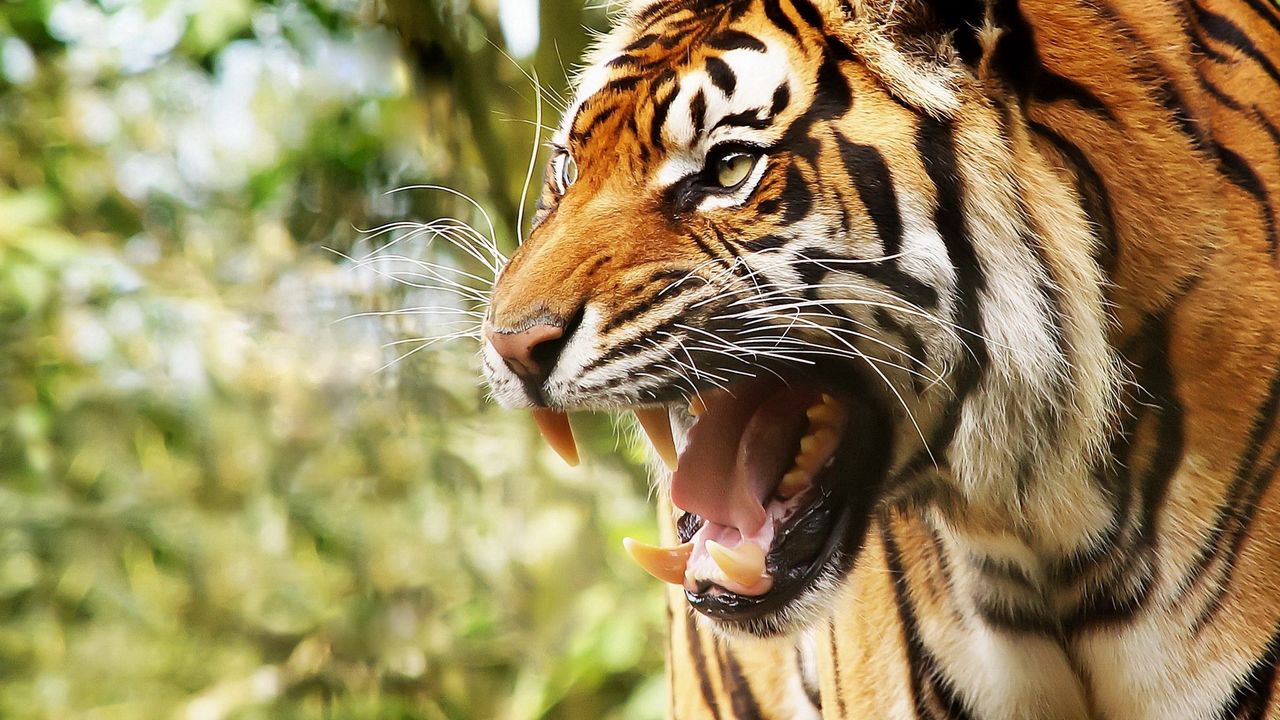 Wallpaper big cat, tiger, face, teeth, anger