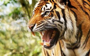 Preview wallpaper big cat, tiger, face, teeth, anger