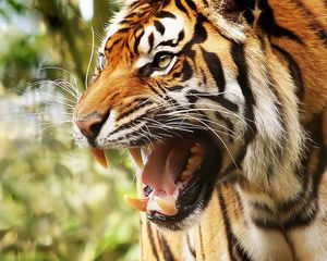 Preview wallpaper big cat, tiger, face, teeth, anger