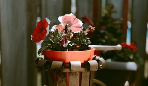 Preview wallpaper bike, flowers, pot, decoration