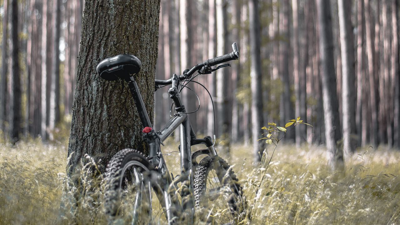 Wallpaper bike, forest, trees, walk