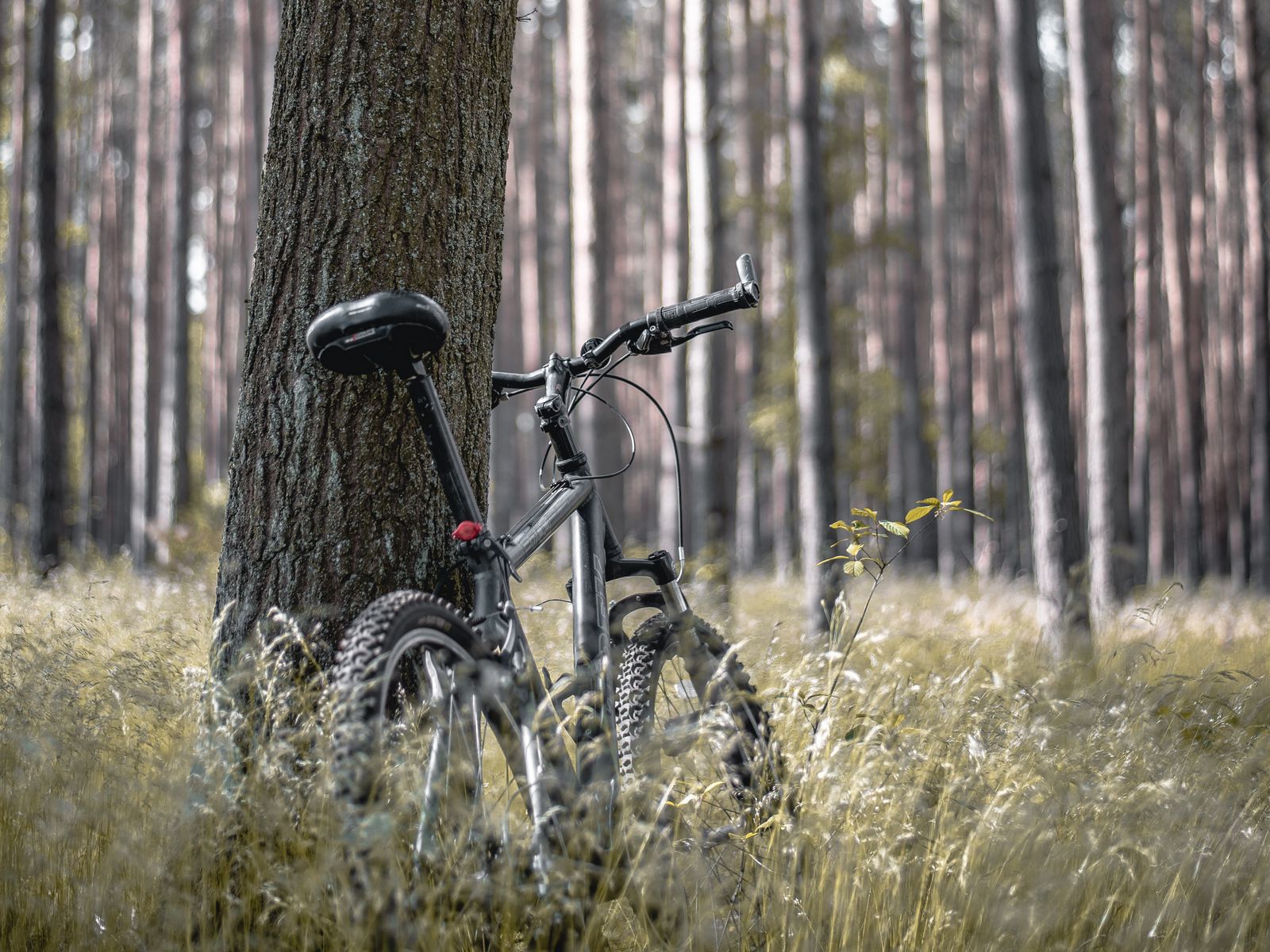 Download wallpaper 1600x1200 bike, forest, trees, walk standard 4:3 hd ...