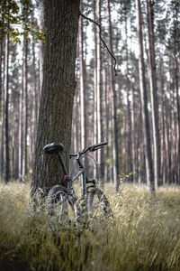 Preview wallpaper bike, forest, trees, walk