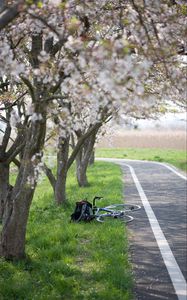 Preview wallpaper bike, path, sakura, trees, grass