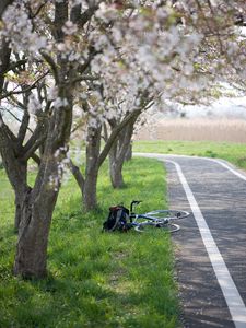 Preview wallpaper bike, path, sakura, trees, grass