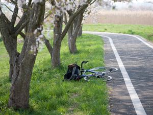 Preview wallpaper bike, path, sakura, trees, grass