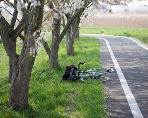 Preview wallpaper bike, path, sakura, trees, grass