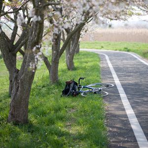 Preview wallpaper bike, path, sakura, trees, grass