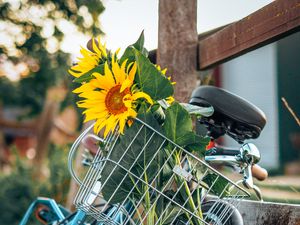 Preview wallpaper bike, sunflowers, flowers, basket