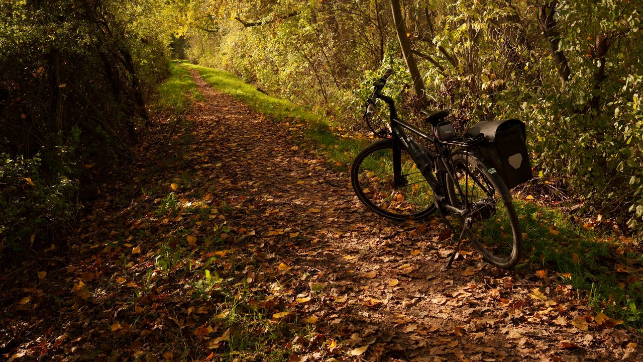 Wallpaper bike, trail, leaves, trees, autumn